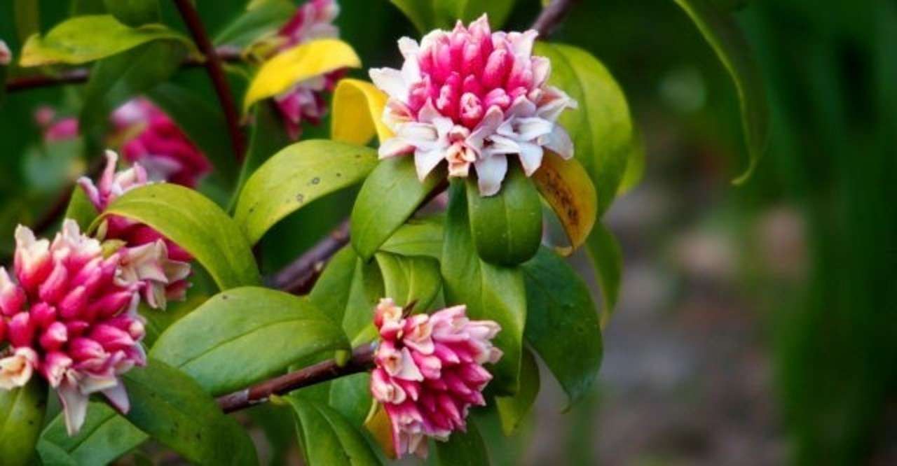 沈丁花の花は通り過ぎてから香る 年補記つき 稲葉哲治 エシカルペイフォワード サーキュラーhr Note