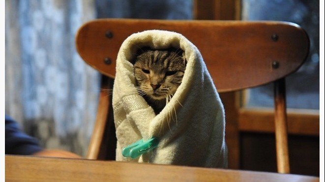 世界から猫が消えたなら ２ Amazon.co.jp: 世界から猫が消えたなら 電子書籍: 川村元気