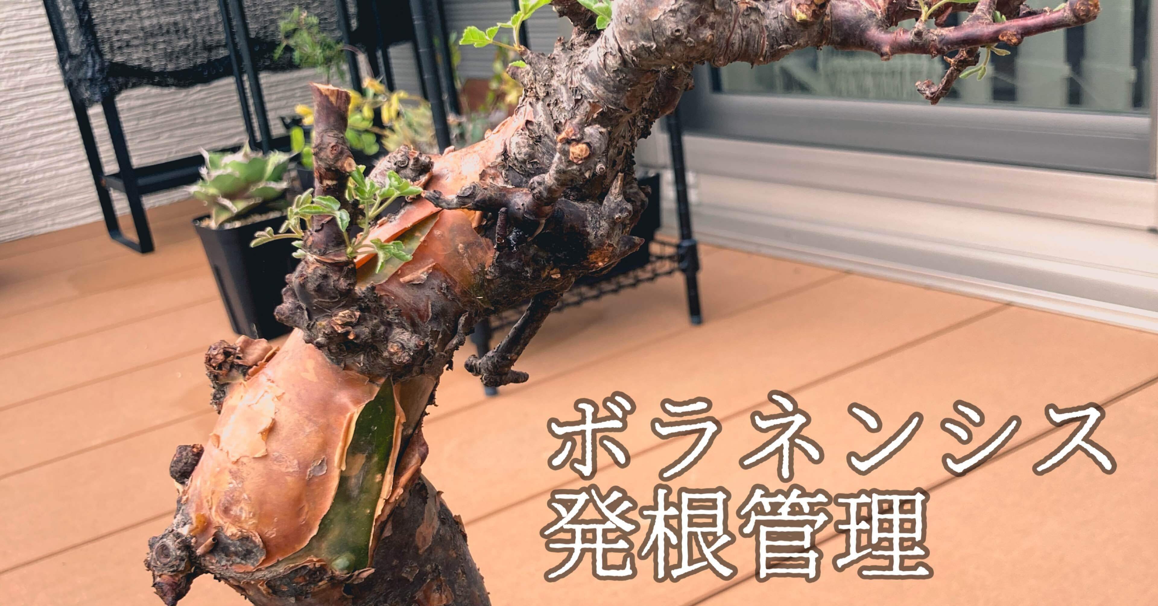 コミフォラ ボラネンシス発根管理｜Dg