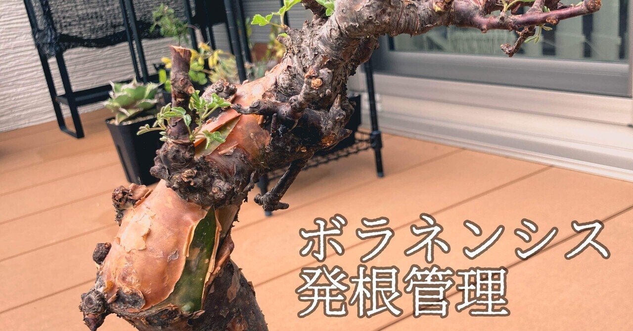 コミフォラ ボラネンシス発根管理｜Dg