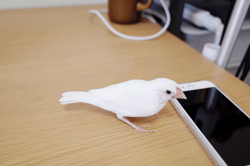 在宅ワークと文鳥 文鳥日記 Ruri Note 在宅ワークと文鳥 文鳥日記 Ruri Note