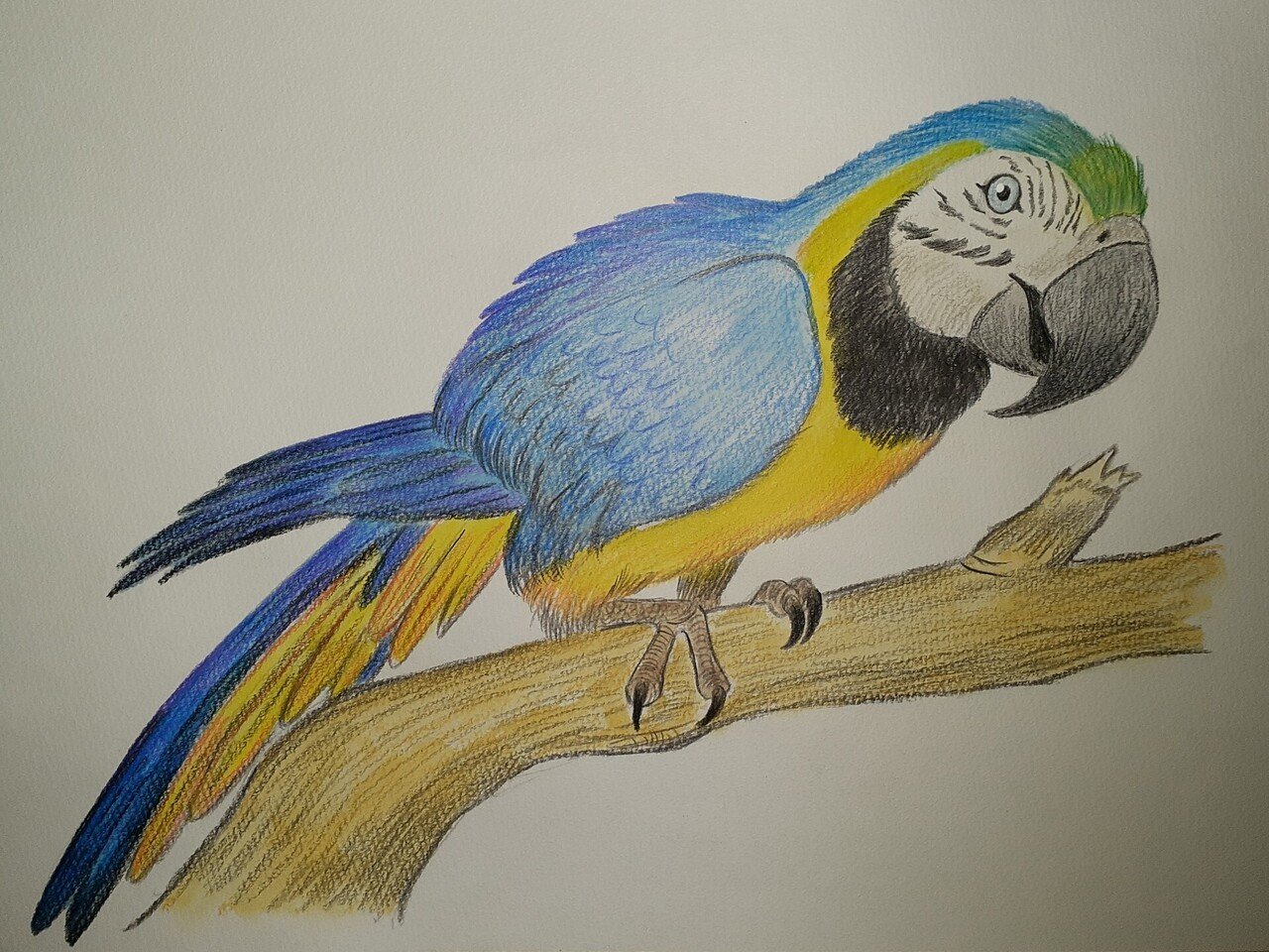 イラスト】ルリコンゴウインコ｜TechpanCreate（テクパン・クリエイト）