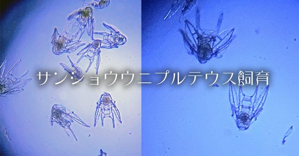 3月18日 ウミキノコの照明について考える｜てけAQUA