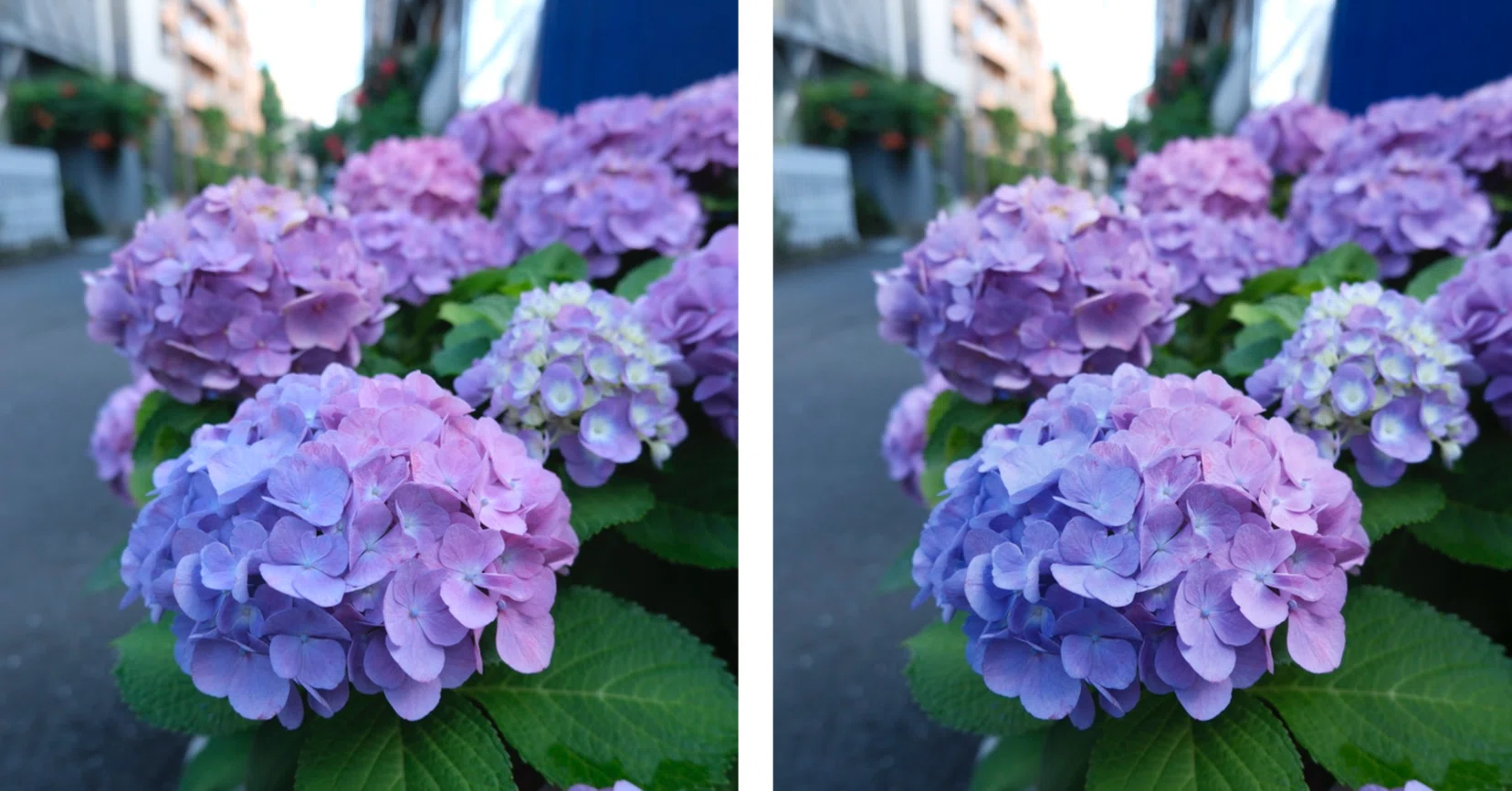REALA ACE vs PROVIA -ﾌｲﾙﾑｼﾐｭﾚ-ｼｮﾝ比較-｜Xsvsc