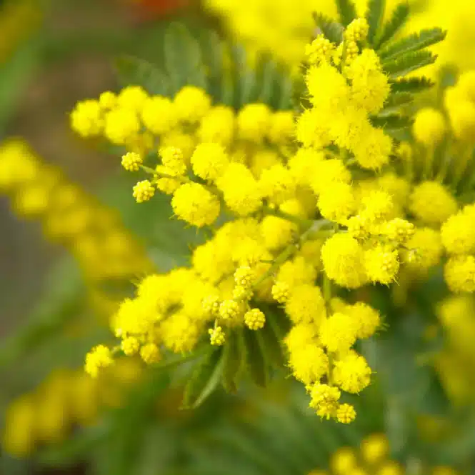 wattle