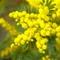 wattle