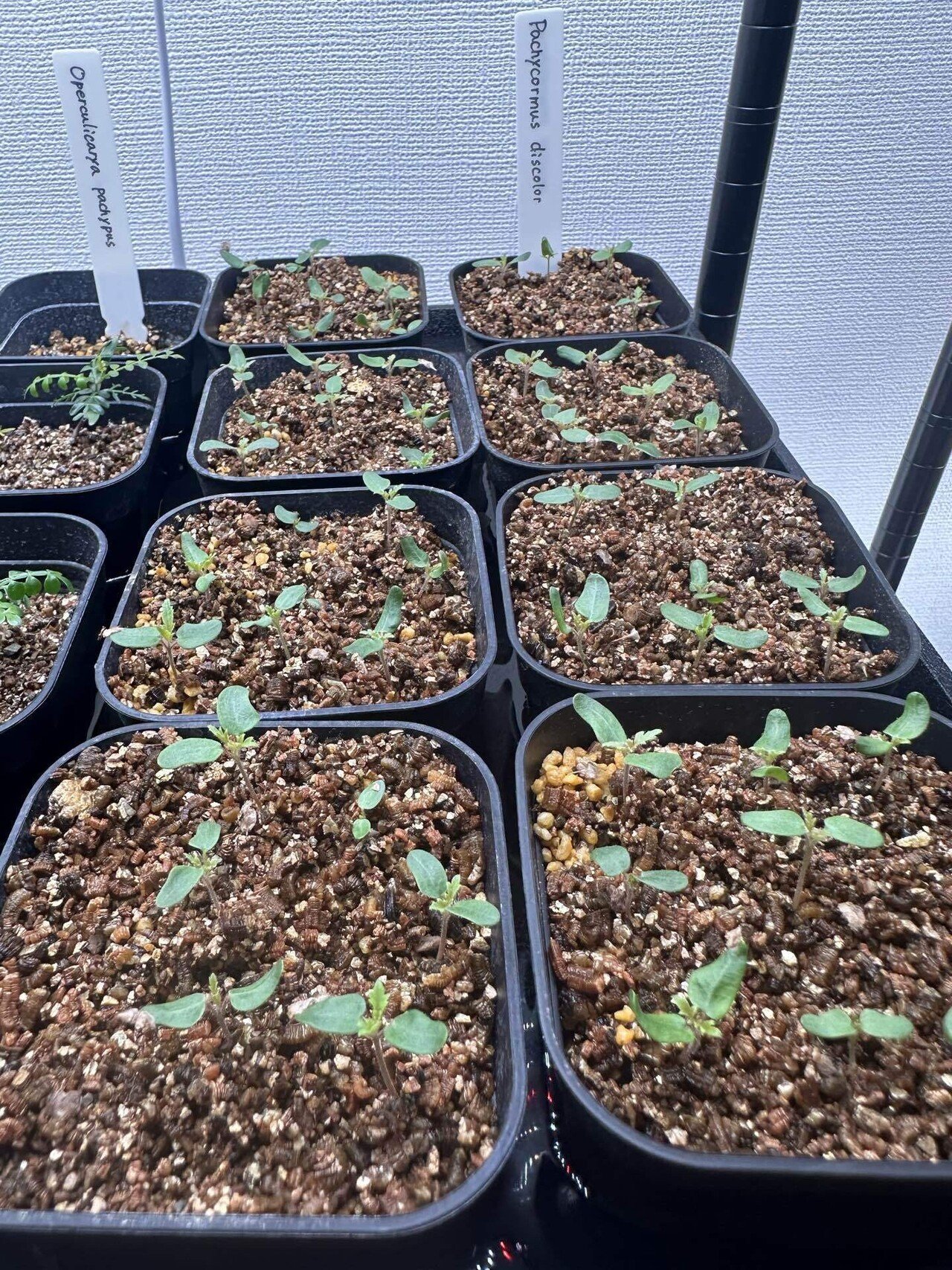 パキコルムス ディスカラー(象の木)の実生記録｜発芽から育成まで随時