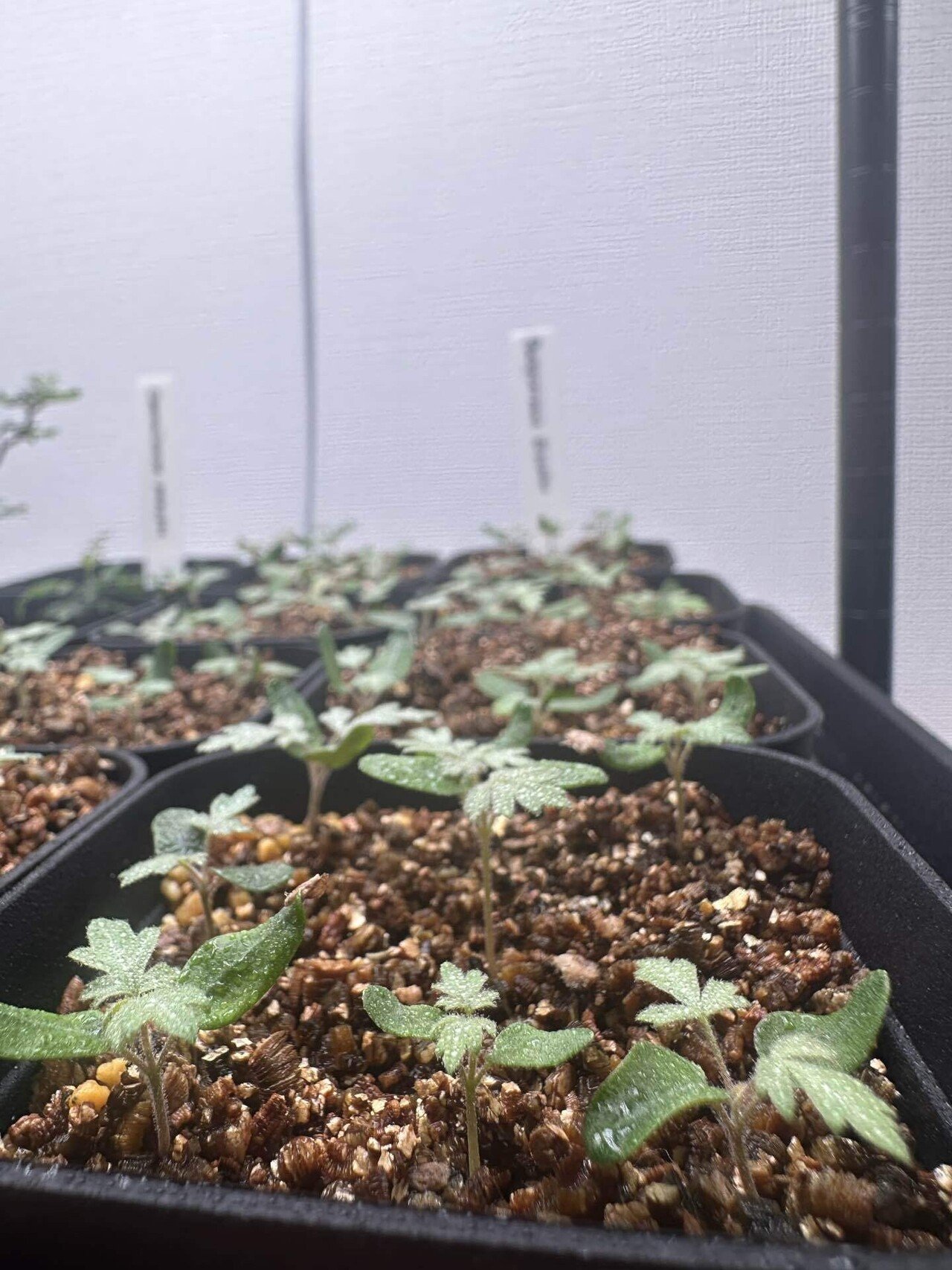 パキコルムス　ディスカラー 象の木 実生　（外管理） パキコルムス ディスカラー 