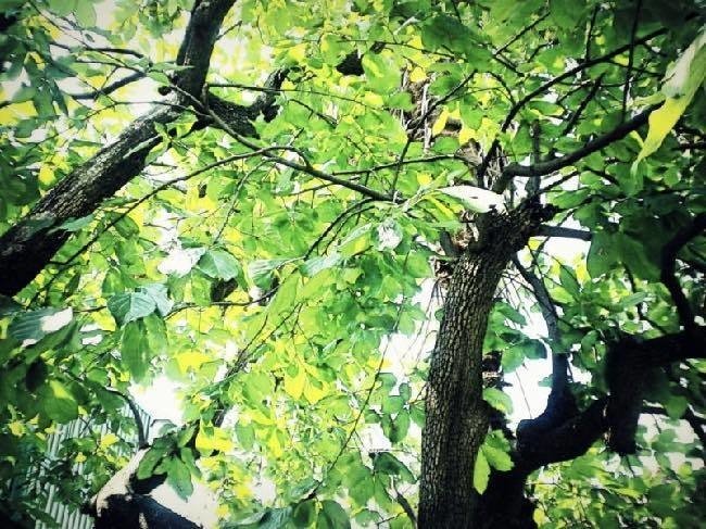 美しい映画 山田エズミ Note