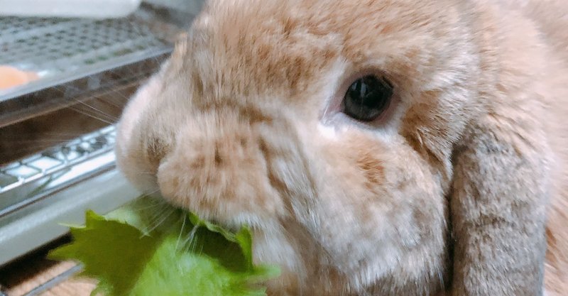 【日記】今の私にとって問題なのは花粉なんですわ