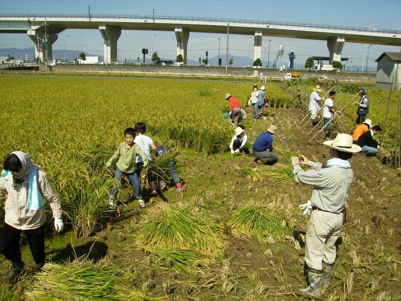 イネ刈り結いの田２００７ 021