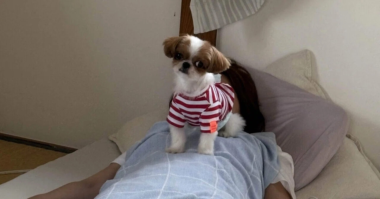 乗る｜🐶🙆‍♀️わになるたむらden堂🙆‍♂️🐕 📖絵本📖と🍬紙芝居🍪と 👵福祉👴と 🗺️町の日々🗺️ 