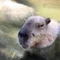 柳生みやび