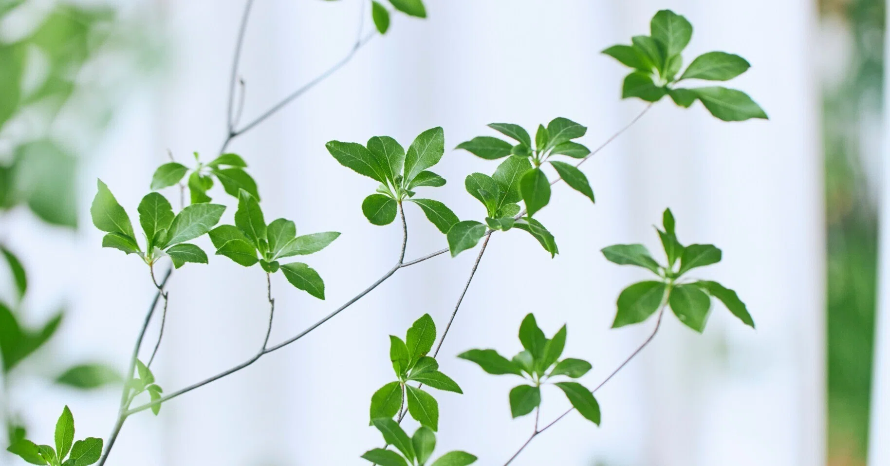 7 Recommended Styling Ideas for Branches and Greenery to Decorate
