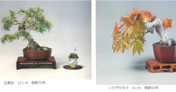常滑焼　盆栽鉢　落款 角山 伝統工芸士　渡邉角幸　16号　松　皐月 特注】常滑焼でつくる盆栽鉢が完成!!【パトロンNFT】｜盆栽マン