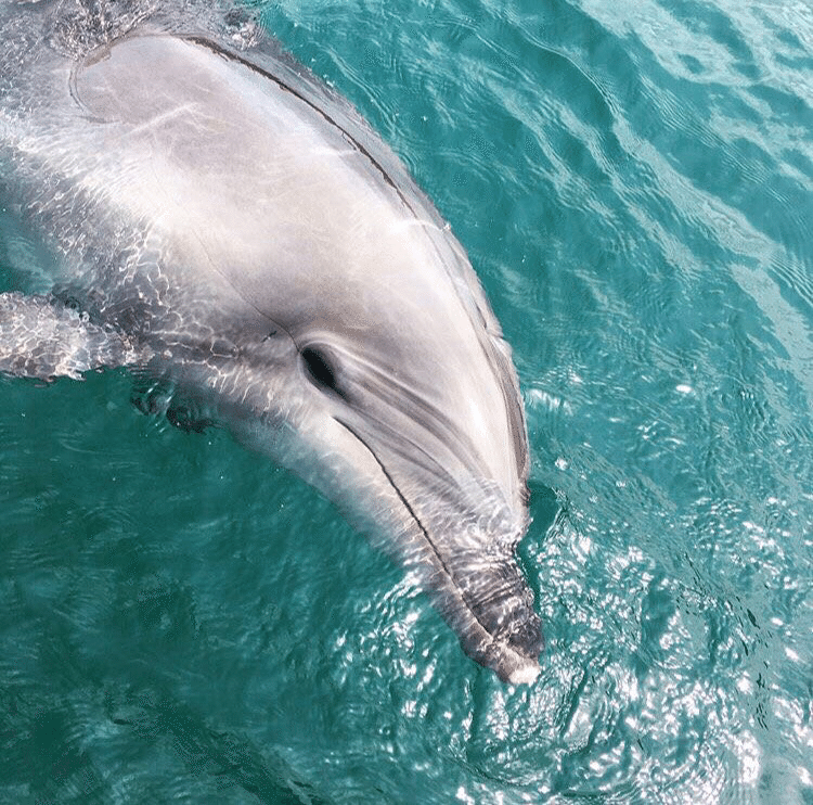 イルカの死亡についてとこれからのイルカパーク 高田佳岳 壱岐島移住2年目 Note