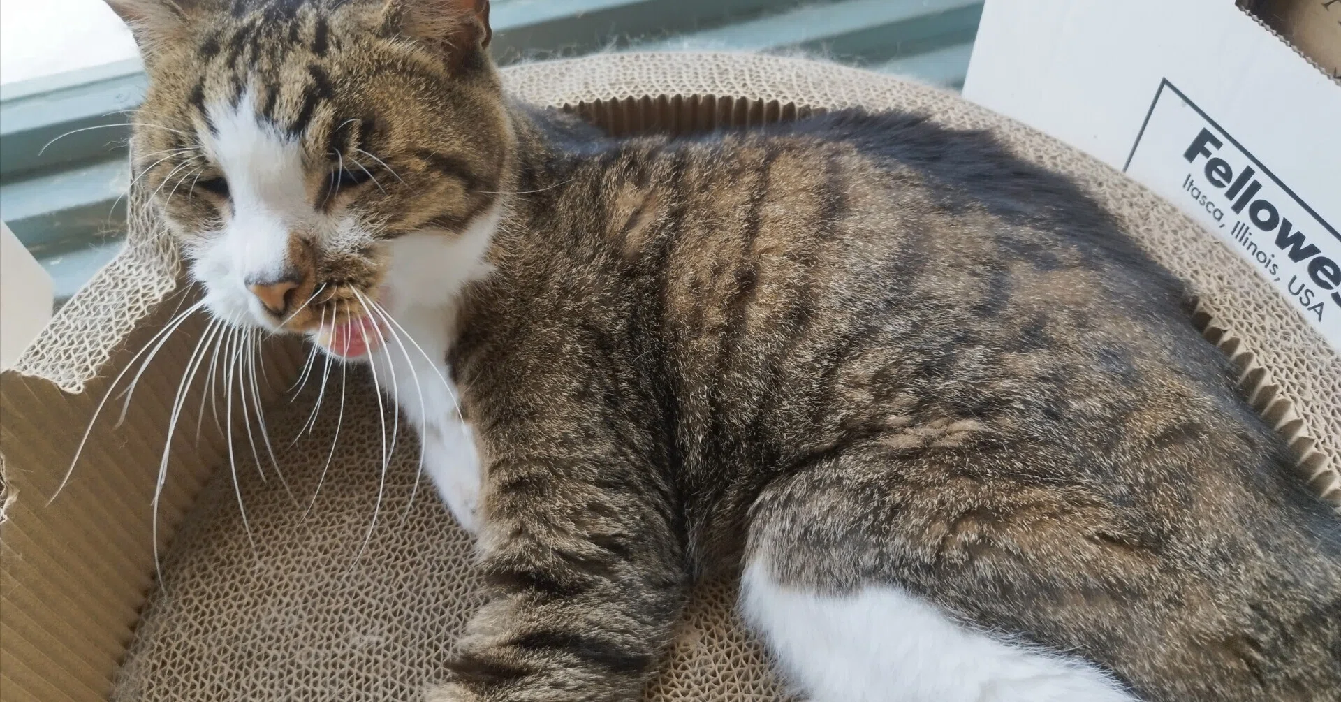 熊本】青い扉の向こうに、猫と魔法と雑貨と【雑貨屋】｜ちびひめ