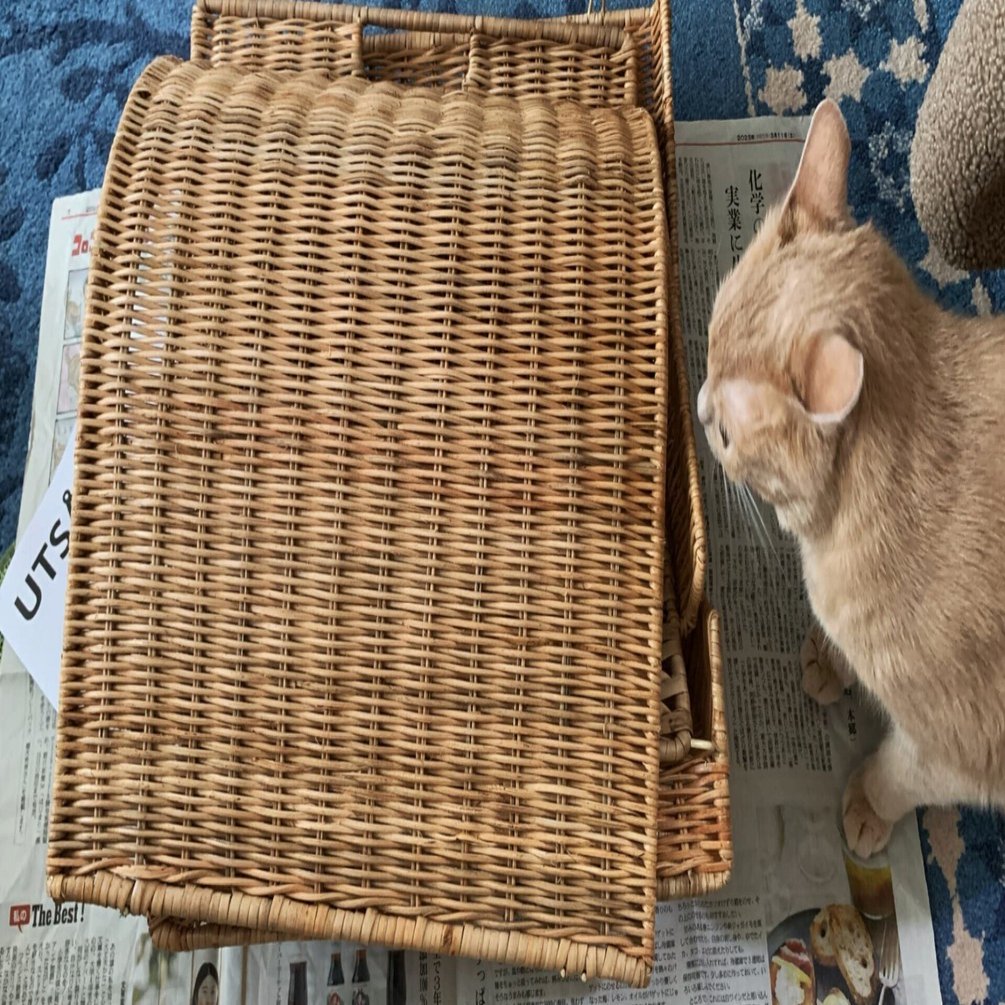 イケアでみつけた素敵なキャットハウス｜ryosukewexer