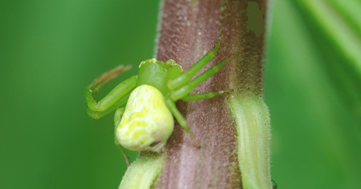 ハナグモ（メス）｜INSETTO