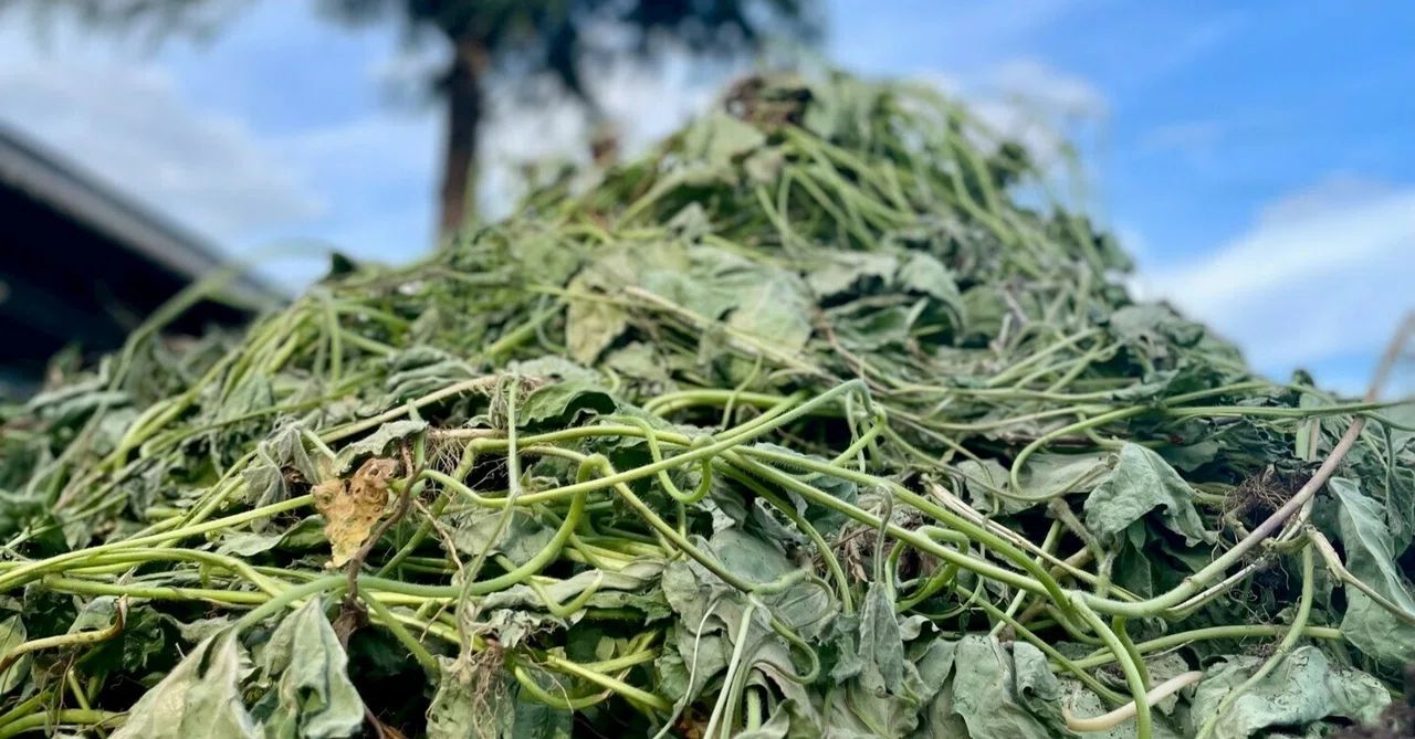 [Short Essay] If the opponent I fight is a weed, then my reality is ...