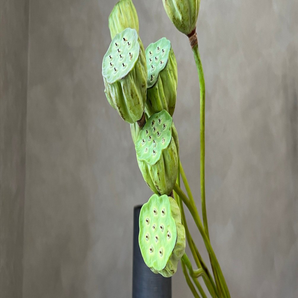 ハスの実で一種いけ｜れいこ 花と日々暮らし