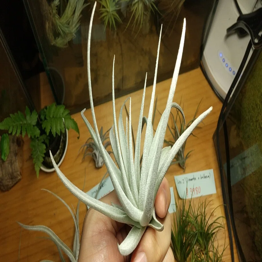 Tillandsia Arrival List 7/15｜NatureGarden🌿神田
