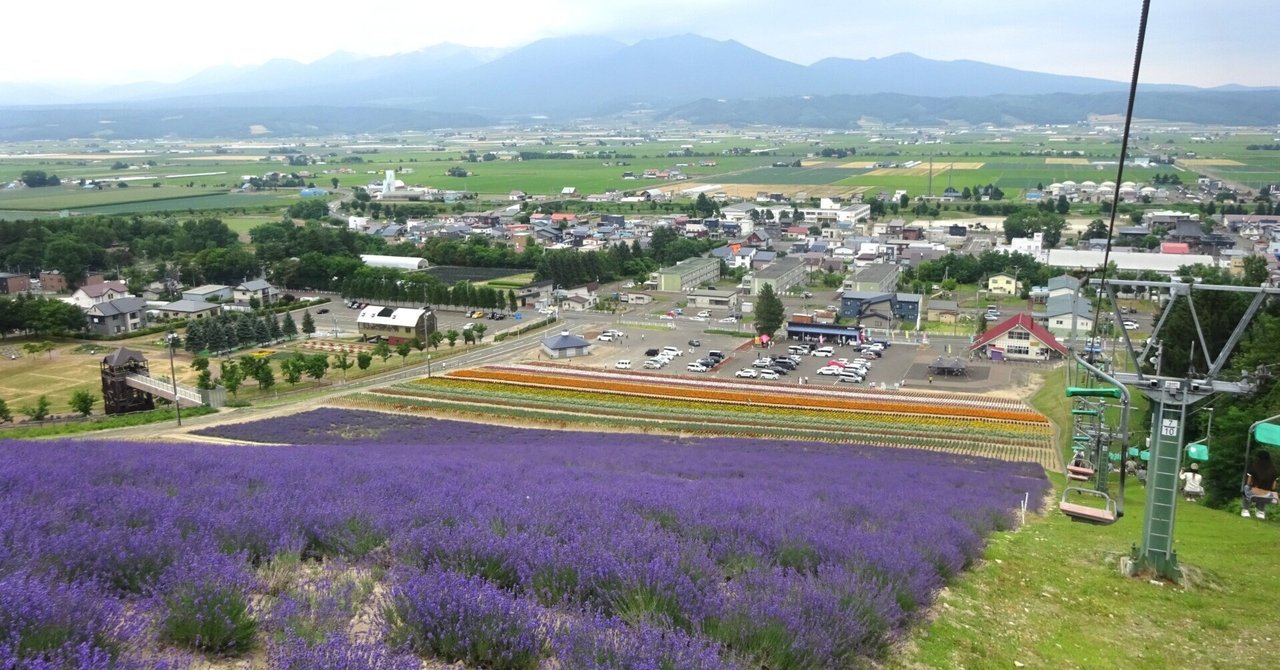 ラベンダー開花状況:中富良野町 北星山ラベンダー園(2025.7.17