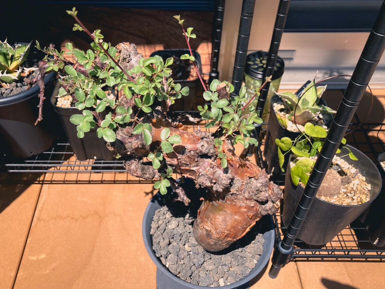 超良型 現地株 コミフォラ ボラネンシス ゑ.8 コミフォラ ボラネンシス ⁄ Commiphora boranensis 現地株