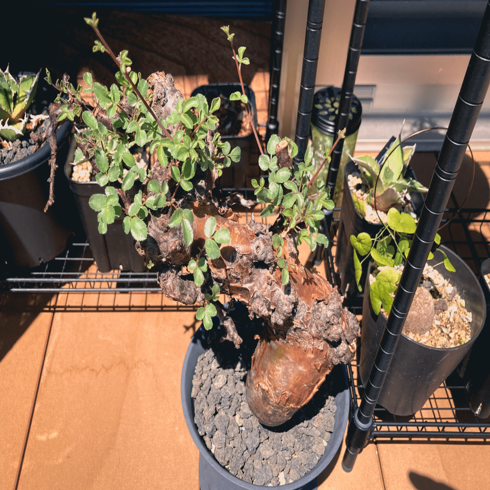 コミフォラ ボラネンシス発根管理｜Dg