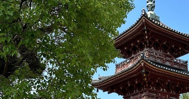 美品 掛け軸 雲川作 柿図「柿くえば鐘が鳴るなり法隆寺」共箱 正岡子規俳句 美品 掛け軸 雲川作 柿図「柿くえば鐘が鳴るなり法隆寺」