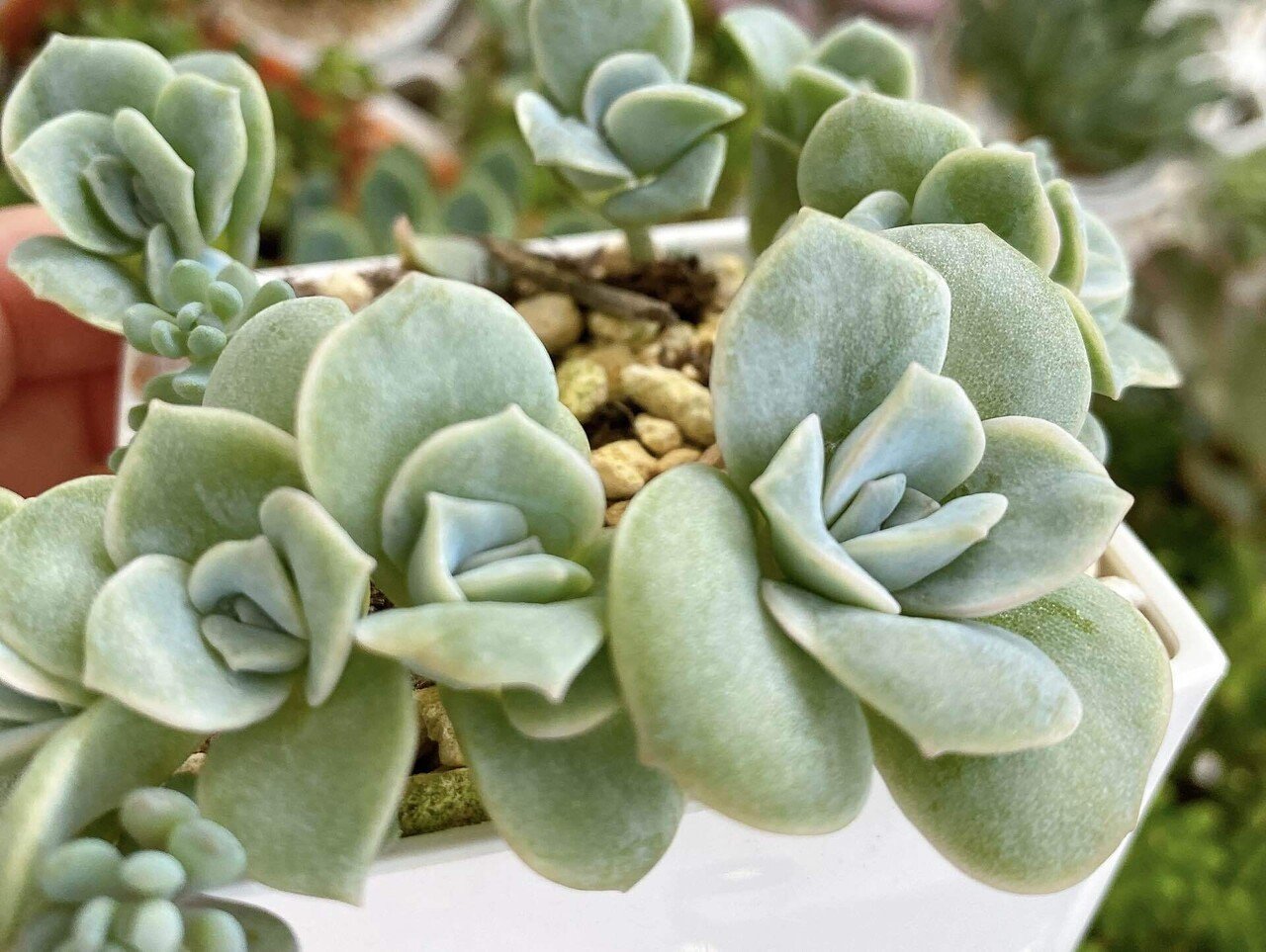 多肉植物・葉挿しの成長記録〜大きくなりました｜hika@m