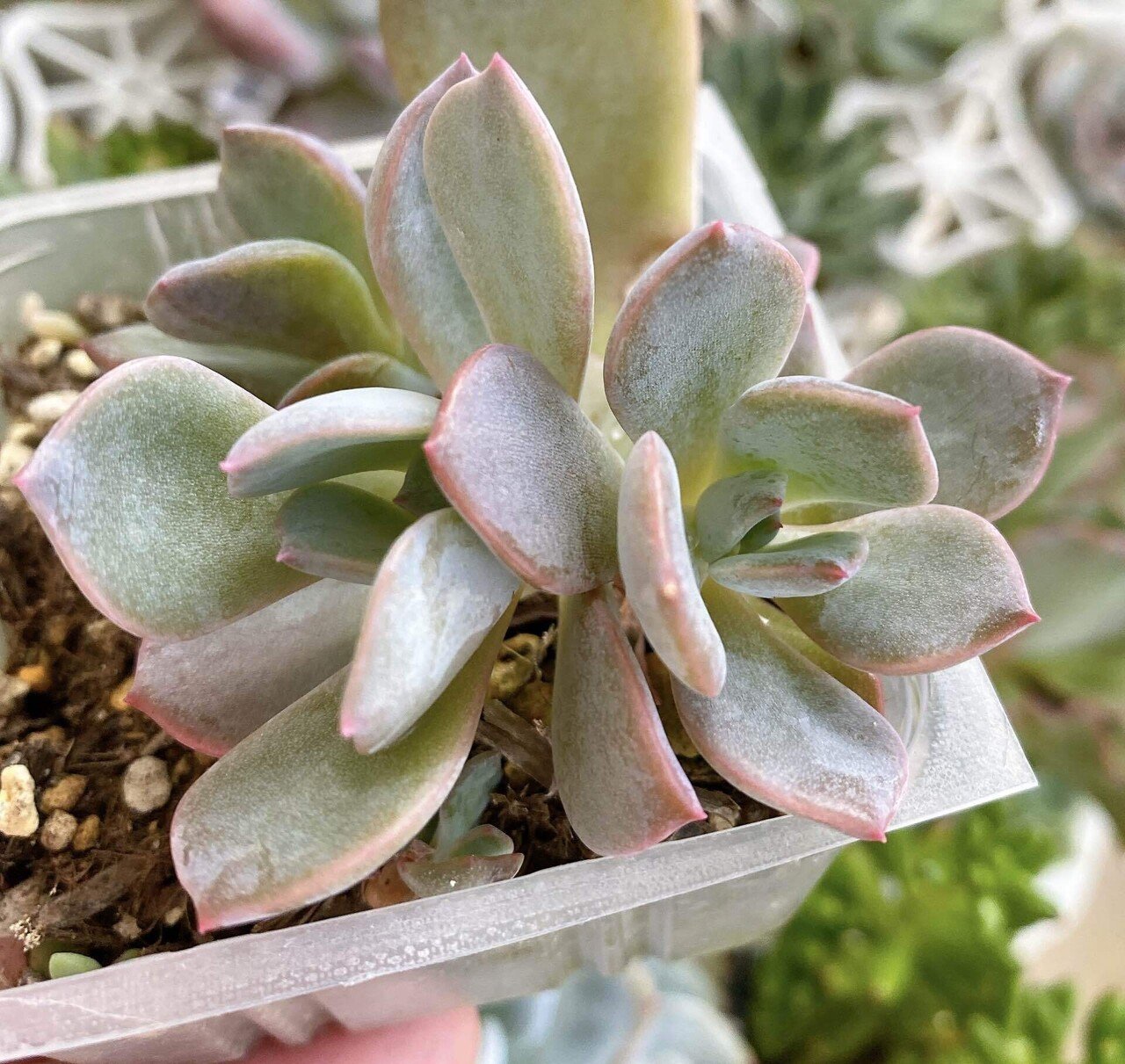 多肉植物・葉挿しの成長記録〜大きくなりました｜hika@m