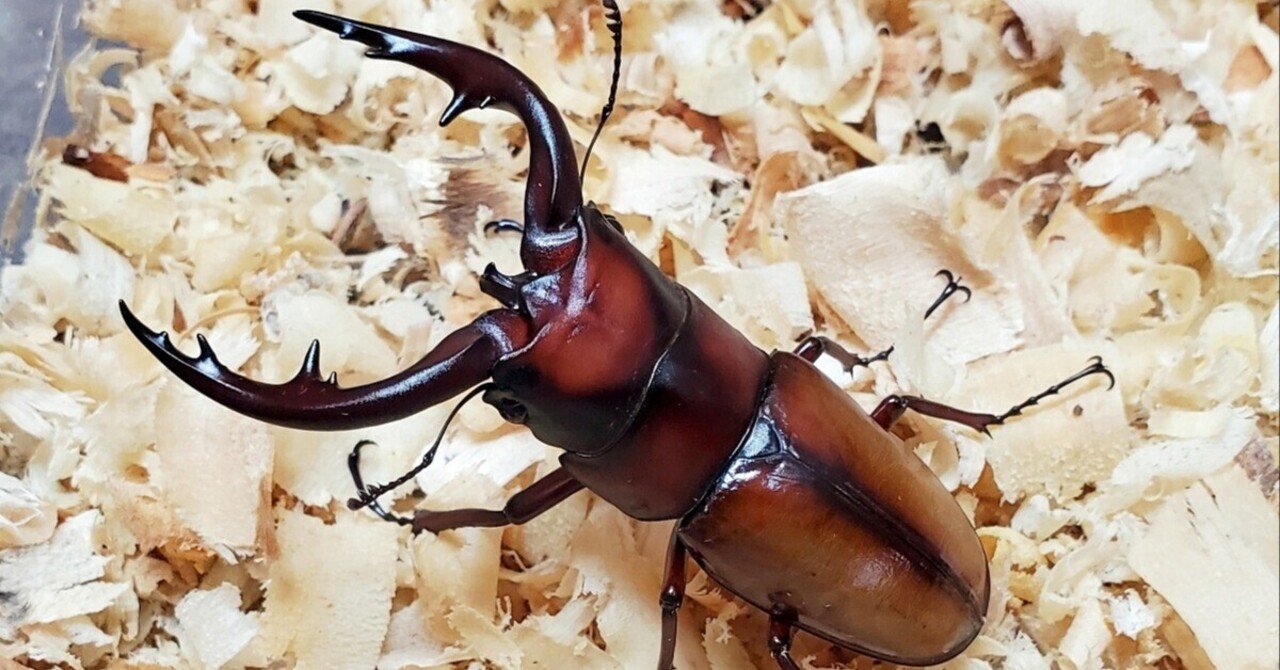 中之島産 トカラノコギリクワガタの飼育記録【2020～2022】｜AKECHI