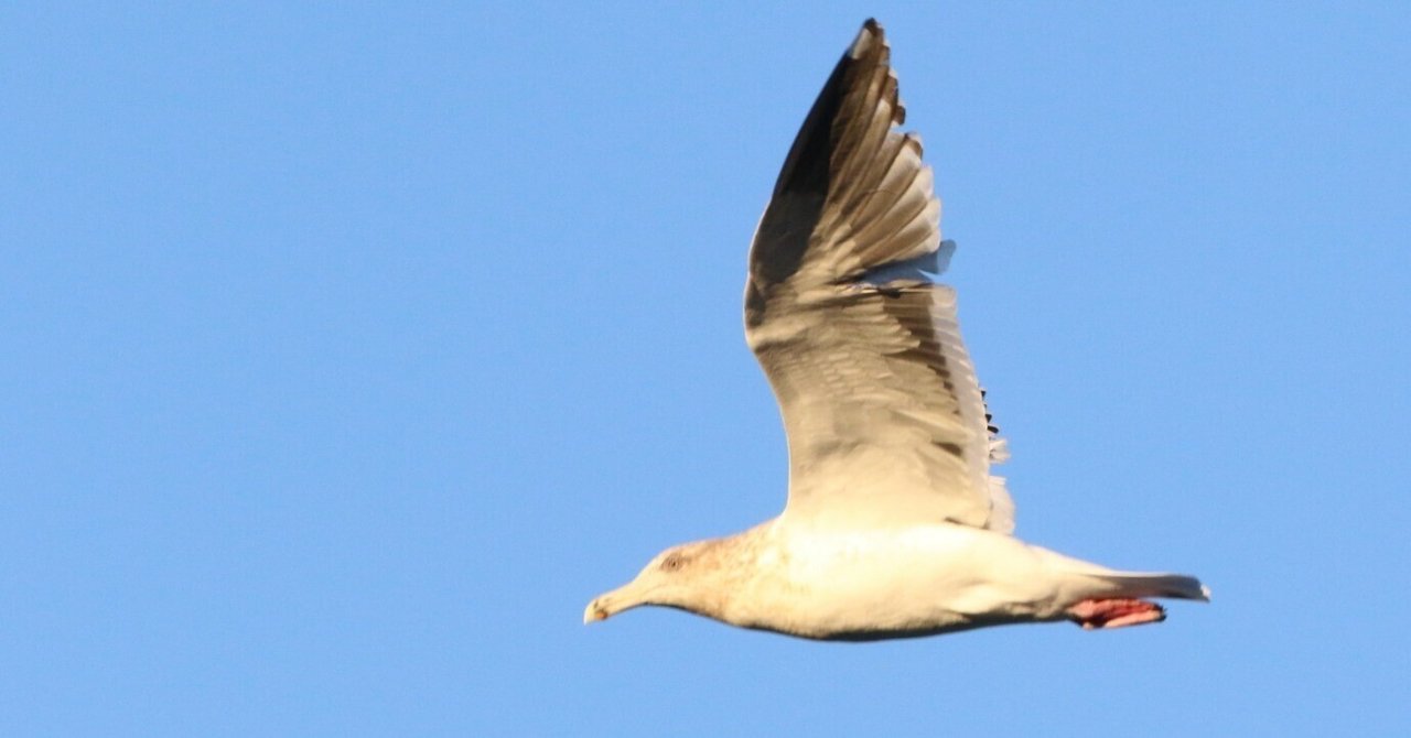 Avilistと日本8版の学名対応｜natsume