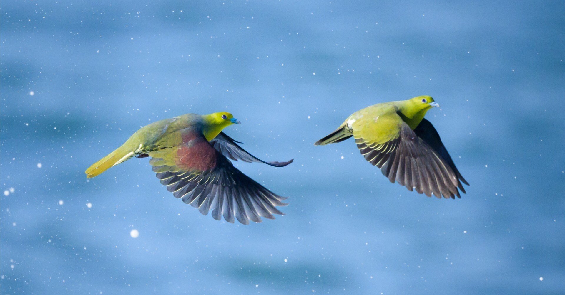 こんな美しいハトがおったんかいな：NIKKOR Z 800mm f6.3 VR S｜栗きんとん