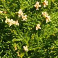 上板橋の素敵なお花屋さん ミルティーユフルール じょーほっかー Note