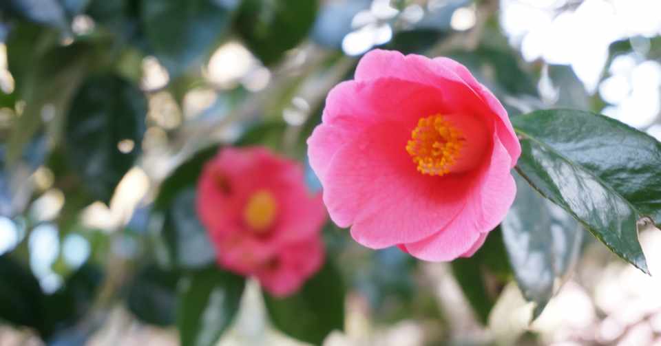 野草食日記 176 椿の花の中医学 その1 なな艸 Note