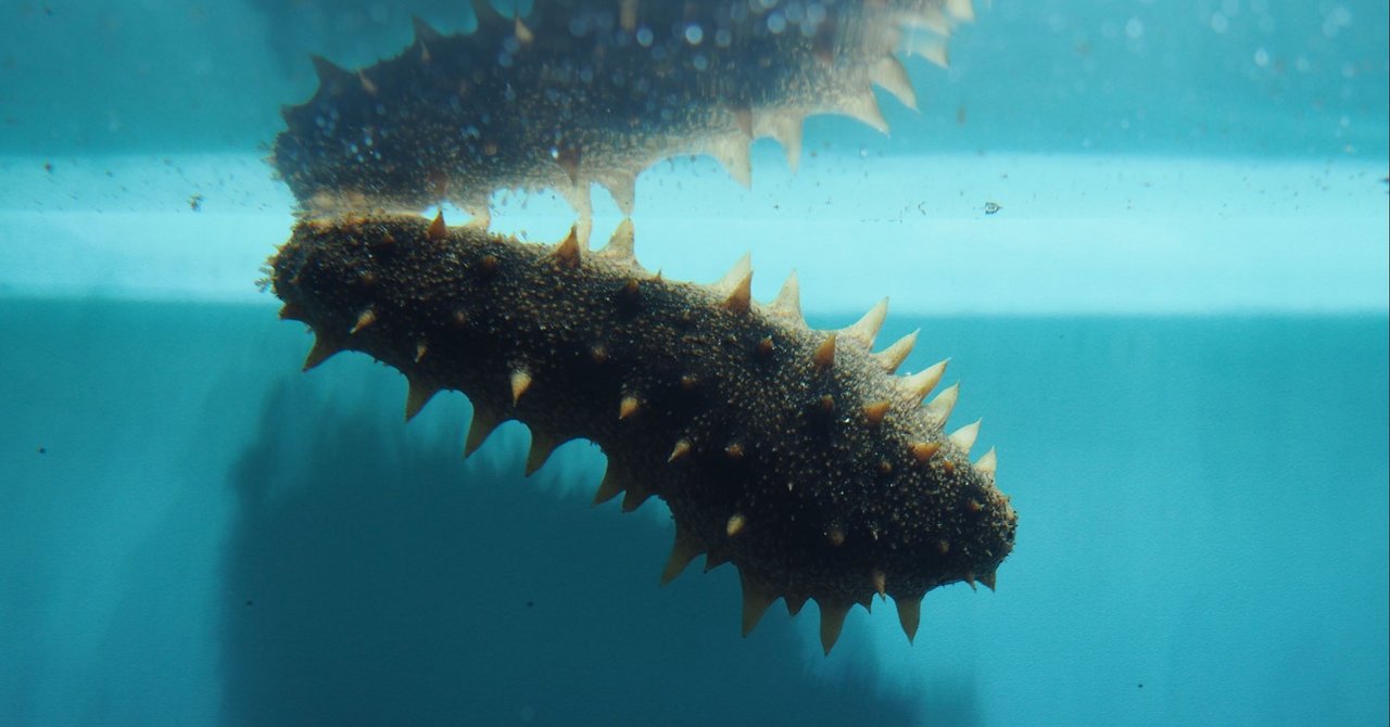 マナマコ The ナマコ Of ナマコ ひとでちゃん 地球レーベル Note