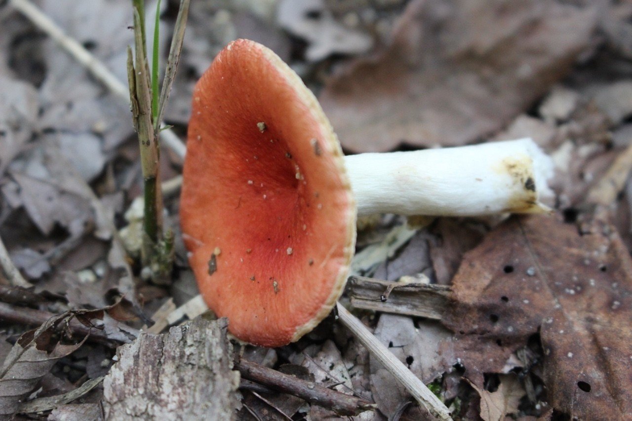 森のキノコ散歩 Oneban Note 森のキノコ散歩 Oneban Note