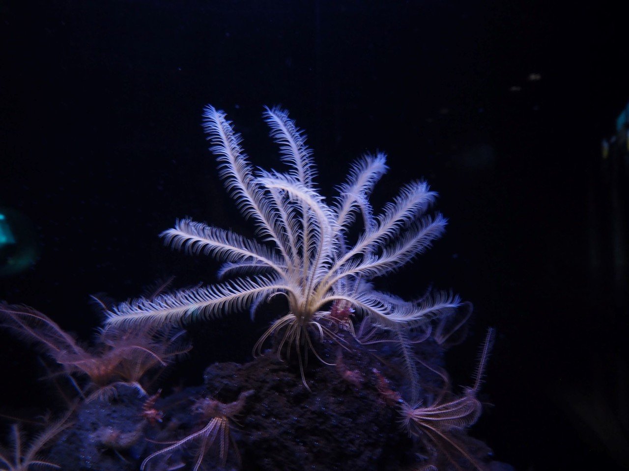 ウミシダ 壮大なヒストリーを持つ美しい生き物 ひとでちゃん 地球レーベル Note ウミシダ 壮大なヒストリーを持つ美しい生き物 ひとでちゃん 地球レーベル Note