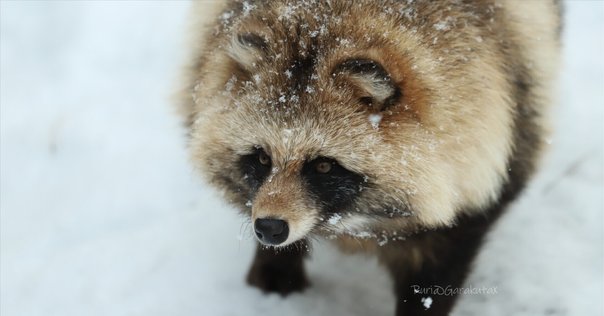 タヌキ寝入り タヌキは狸寝入りをしない!?身近な野生動物タヌキの習性と置物の