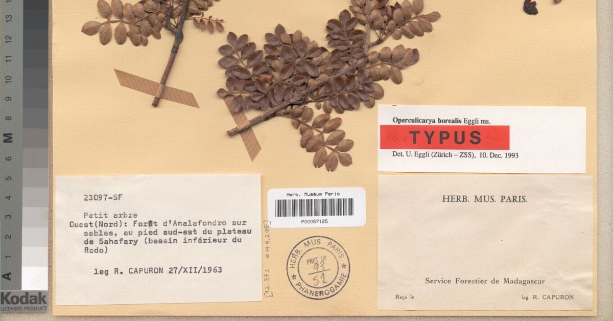 オペルクリカリア　ボレアリス オペルクリカリア ボレアリス | GREEN LUCK