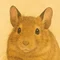 ぬこやぽち┃キャリアコンサルタント