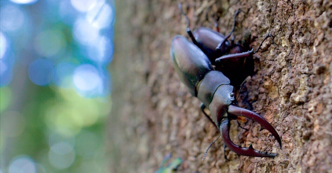 クワガタ都市トーキョー シラカシとナラ枯れと。｜柳瀬 博一