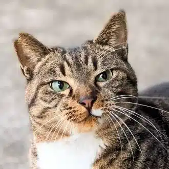 かを
