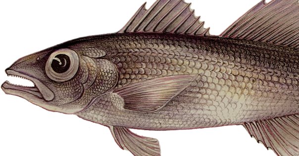 ②　お魚さん　掛け軸　江戸明治大正昭和？ 掛軸・横額・日本画 | レトロ屋うめばち