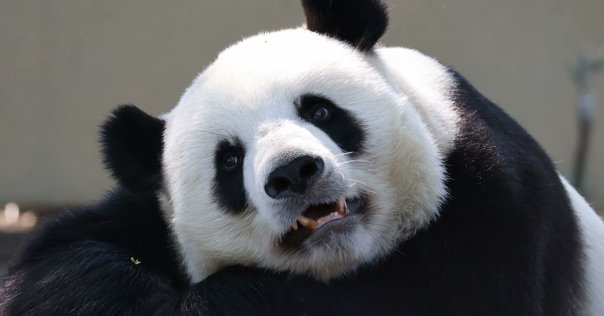 ⭐︎シャンシャンです、5本⭐︎ 上野動物園［公式］ on X: 