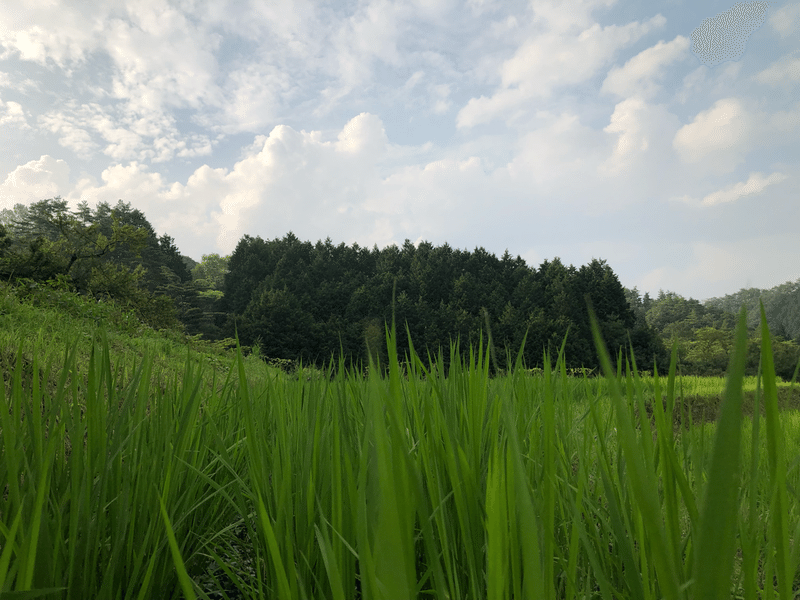 水はけを良くする わんや Note