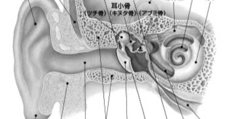耳の構造2