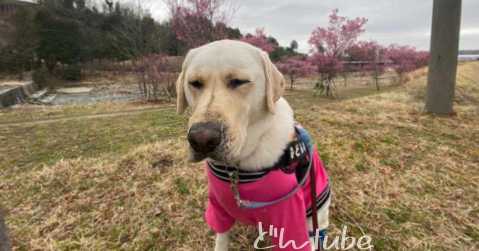 なんだかスッキリしないお天気ですね でもそんな日も犬散歩 どんtube ラブラドールレトリバー Note